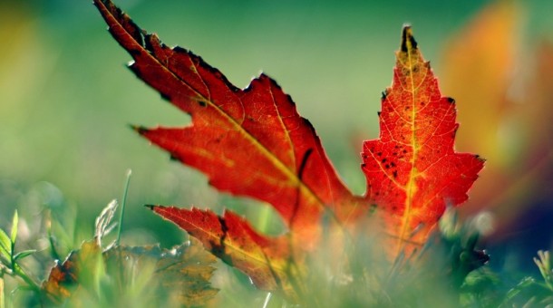 nature_0035-1024x768